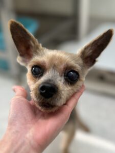 ココアちゃんのトリミング写真