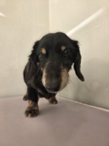 小次郎(こじろう)くんのトリミング写真