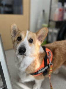 コテツくんのトリミング写真