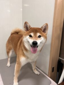 こなつちゃんのトリミング写真