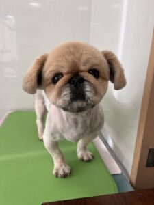 こむぎくんのトリミング写真