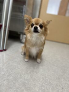 コリキくんのトリミング写真