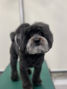 ころんくんのトリミング写真