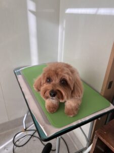 コロンちゃんのトリミング写真