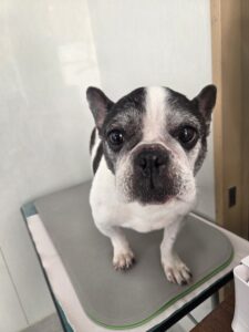 樹音(じゅのん)ちゃんのトリミング写真