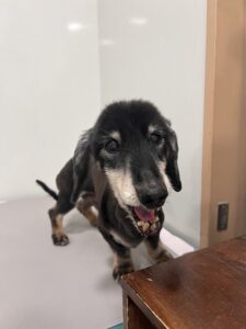 そらくんのトリミング写真