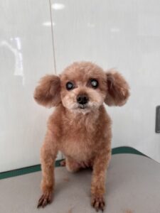 ちゅらちゃんのトリミング写真