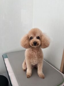 ドゥドゥくんのトリミング写真