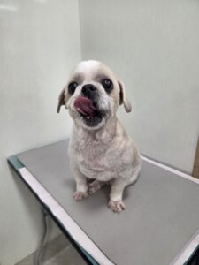 なな男(お)くんのトリミング写真