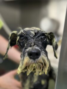 ノアちゃんのトリミング写真