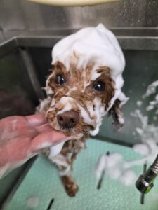 はなちゃんのトリミング写真