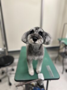 はなちゃんのトリミング写真