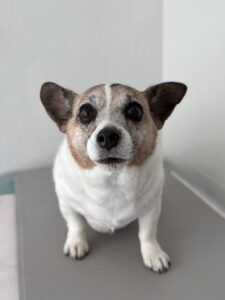 ハナちゃんのトリミング写真