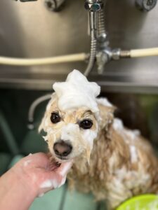 ひなたくんのトリミング写真