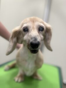 ひまわりちゃんのトリミング写真