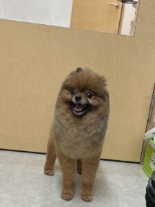 ポムくんのトリミング写真