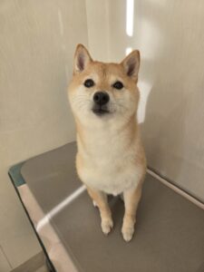 ぽん子ちゃんのトリミング写真