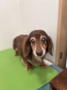 マメぞうくんのトリミング写真