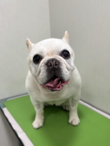 まるちゃんのトリミング写真