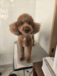 マロンくんのトリミング写真