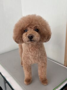 むぎちゃんのトリミング写真