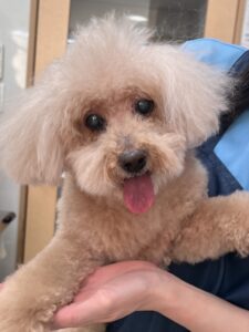 モカちゃんのトリミング写真