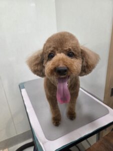 モコくんのトリミング写真