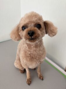 モコちゃんのトリミング写真