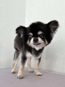 MOMOちゃんのトリミング写真