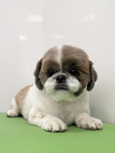 ゆずちゃんのトリミング写真