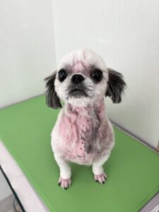 ゆめちゃんのトリミング写真