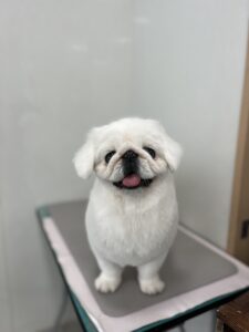 らふぁちゃんのトリミング写真