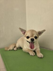 りおちゃんのトリミング写真