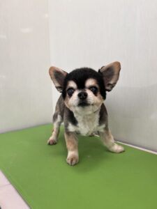 りなちゃんのトリミング写真