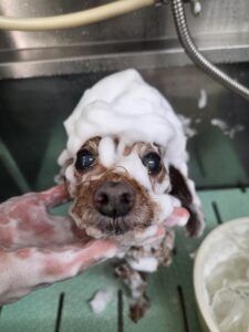 れおんくんのトリミング写真