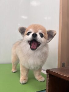 ロミくんのトリミング写真