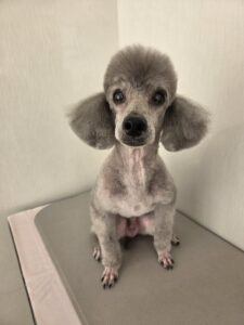 エディくんのトリミング写真