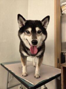 オーマちゃんのトリミング写真