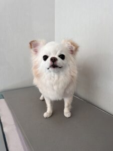 カロンちゃんのトリミング写真