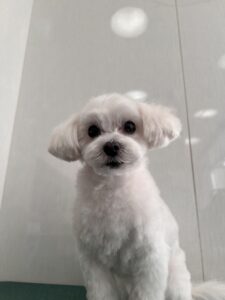 キャンディちゃんのトリミング写真