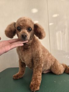 クックくんのトリミング写真