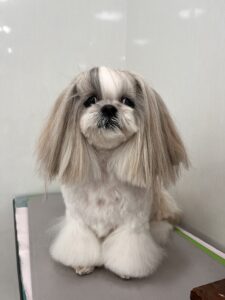 １月５日のわんこたちの写真