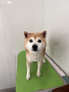 コタロウくんのトリミング写真