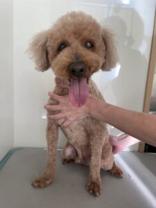 コロくんのトリミング写真