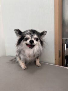 サニーちゃんのトリミング写真