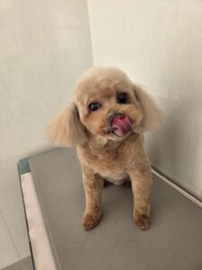 サラちゃんのトリミング写真