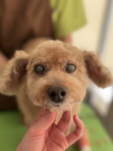 チェリーちゃんのトリミング写真