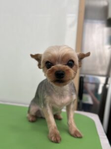 チョコちゃんのトリミング写真