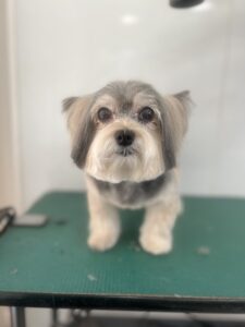 チョコちゃんのトリミング写真