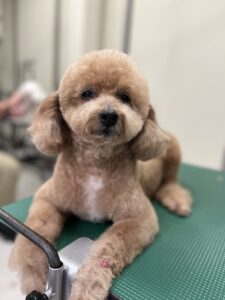 チョロくんのトリミング写真